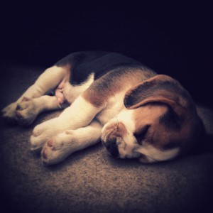 Beagle-puppy