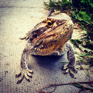 Bearded-Dragon
