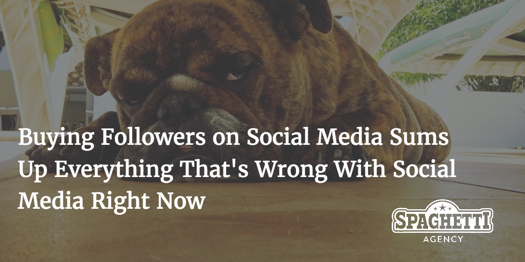 Fat bulldog looking annoyed 