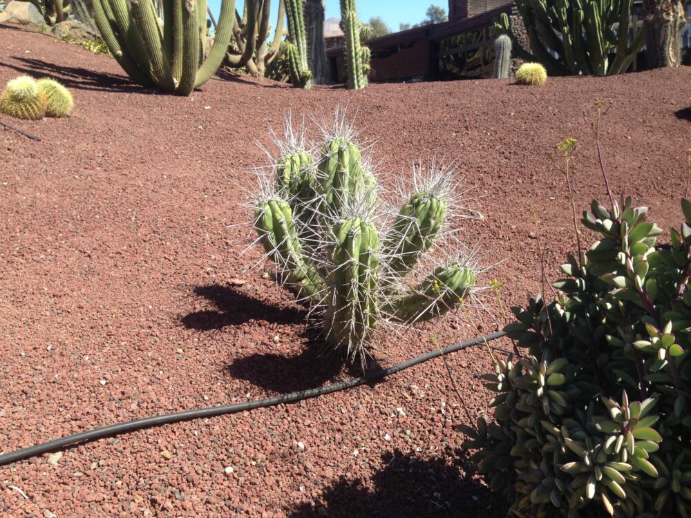Cactus in gravel